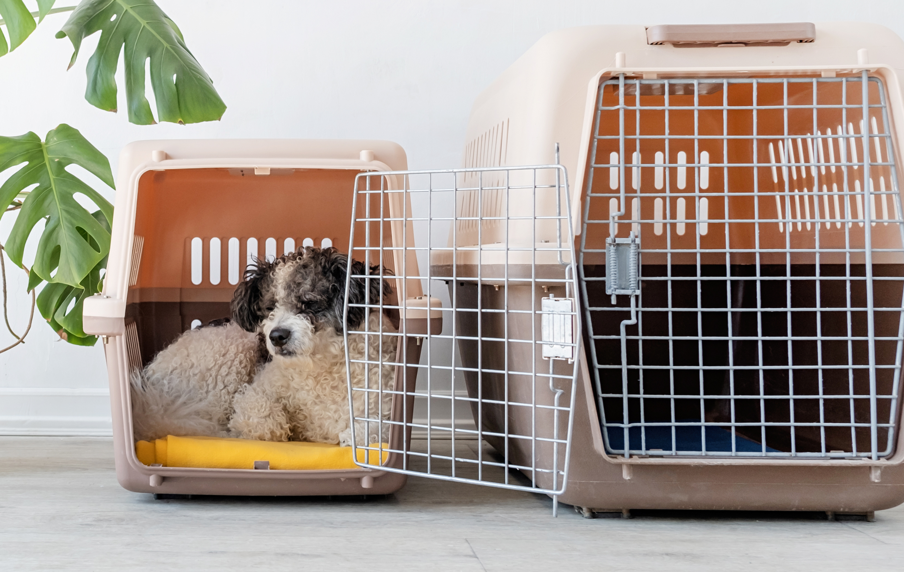 Safe and Secure: Choose your Pet Kennel